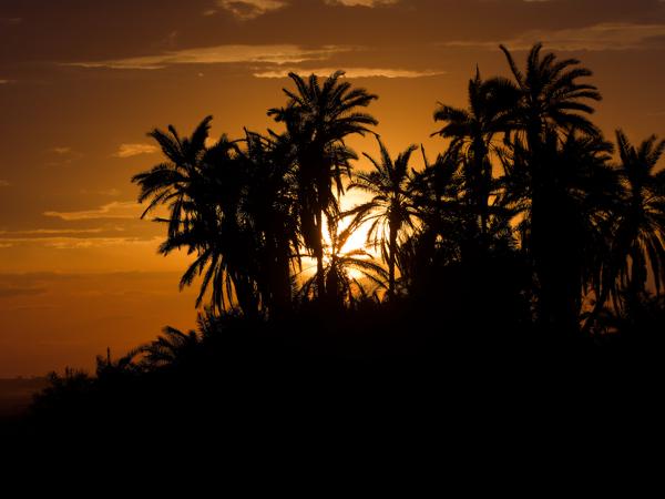 <h3><a href="/trips/tanzania/biota/plantae/tracheophyta/liliopsida/arecales/arecaceae/phoenix reclinata/phoenix reclinata-nl.html">Phoenix&nbsp;reclinata</a> / Senegal&nbsp;date&nbsp;palm / Senegalese&nbsp;dadelpalm</h3>OM-1 Mark II met OLYMPUS M.150-400mm F4.5, 1/2000 sec  bij F4.5, ISO 200, afstand 127&nbsp;m